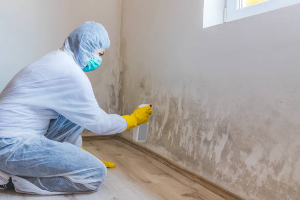 Licensed Mold Remediation service in Fort Lee, VA - 24 Hour Mold Removal