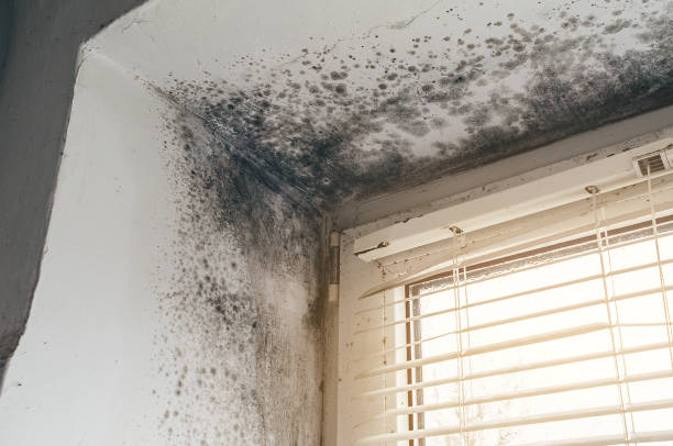 Affordable Mold Remediation solutions in Fort Lee, VA